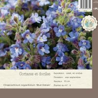 Chaenorhinum organifolium 'Blue Dream'