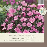 Dianthus hyb. 'Dinetta Soft Pink'