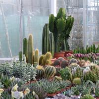 Cactus & plantes grasses