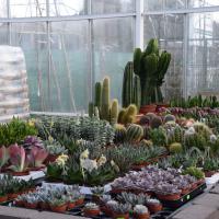 Cactus & plantes grasses