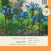 Agapanthus Blue Umbrella
