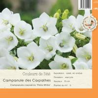 Campanula Carpatica Perla White