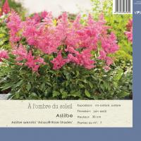 Astilbe arendsii 'Astary' Rose shades'