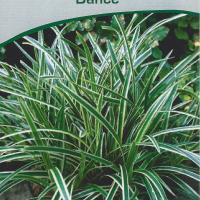 Carex morrowii 'Ice Dance'