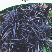 Ophiopogon planiscapus 'Niger'